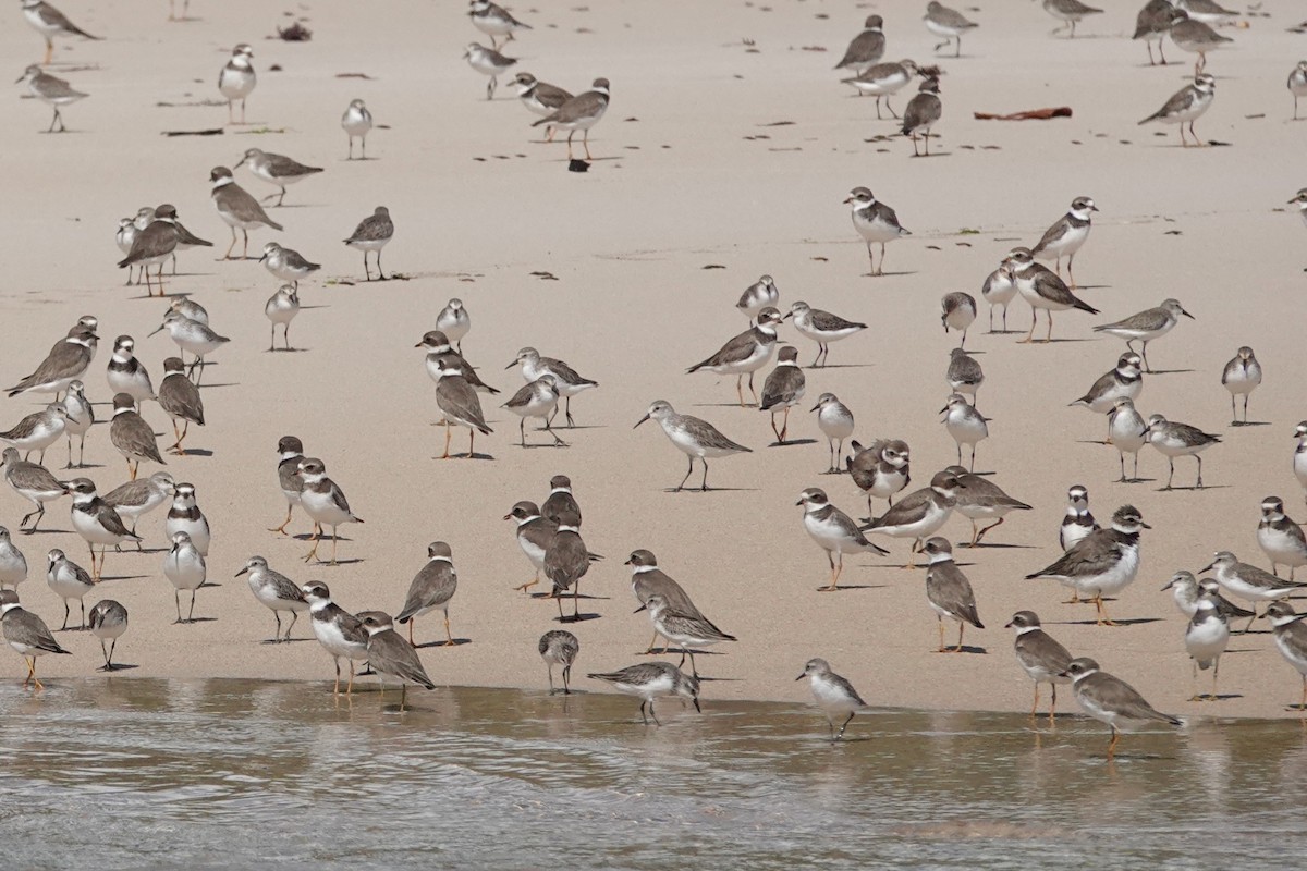 Western Sandpiper - ML645246593