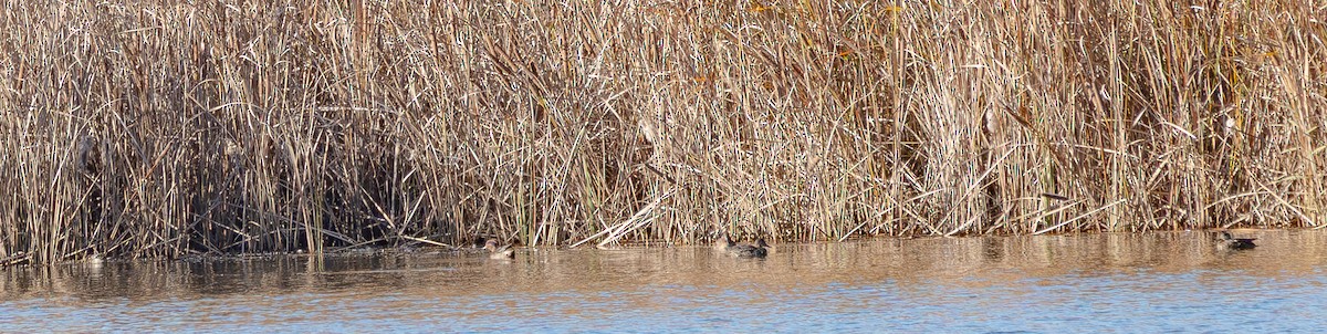 Green-winged Teal (Eurasian) - ML645246594