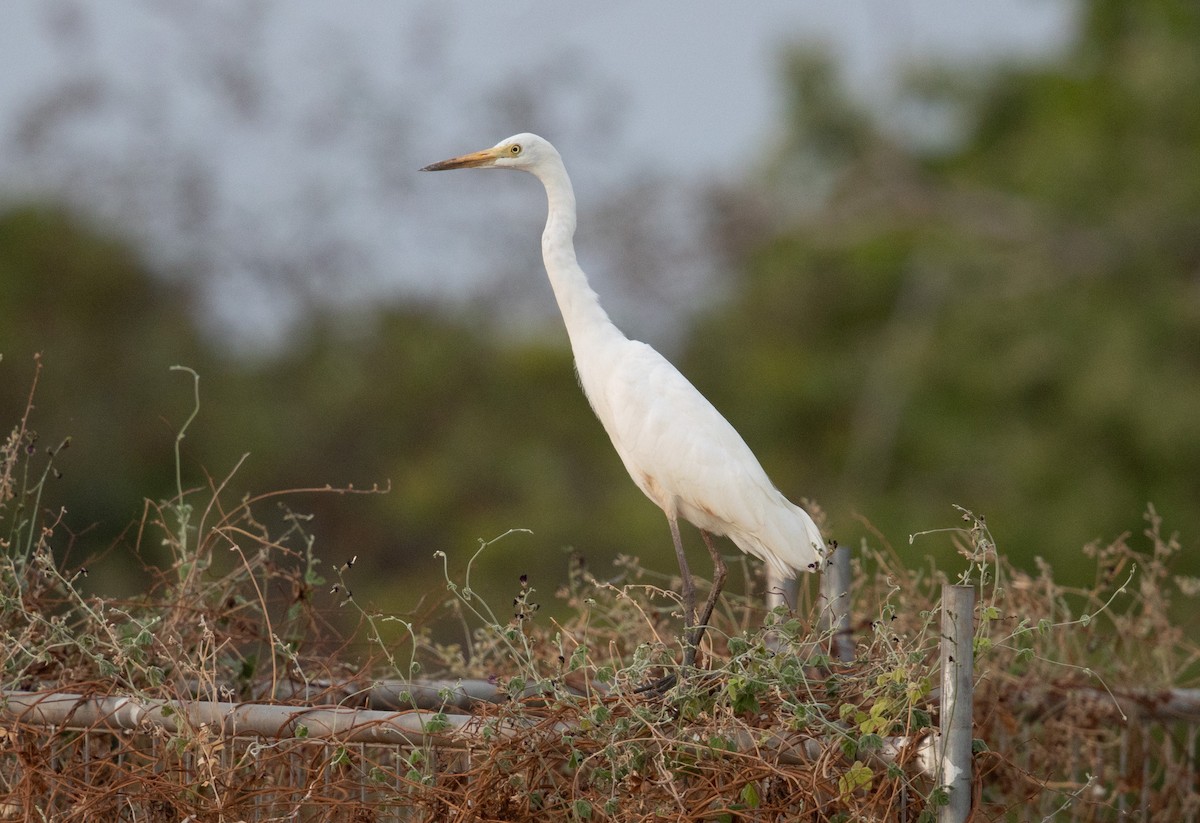 Little Egret (Australasian) - ML645246596