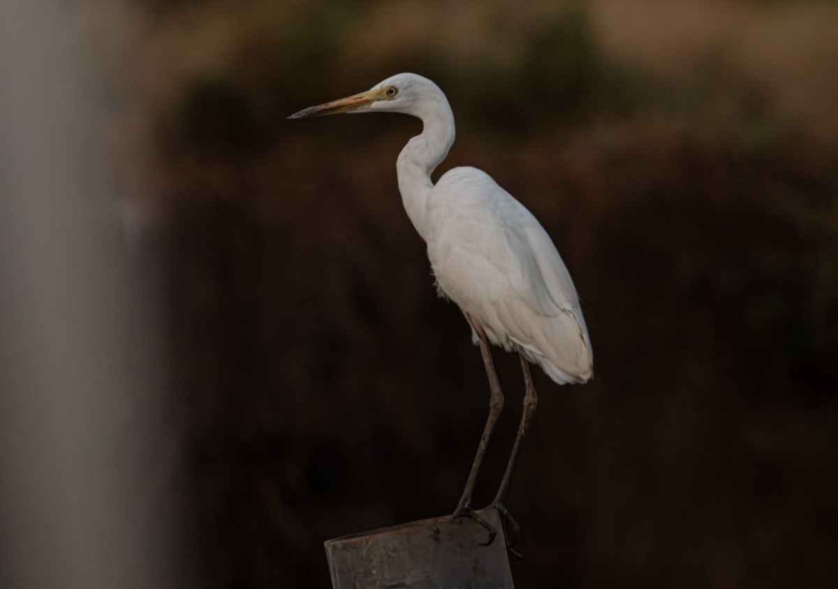 Little Egret (Australasian) - ML645246597