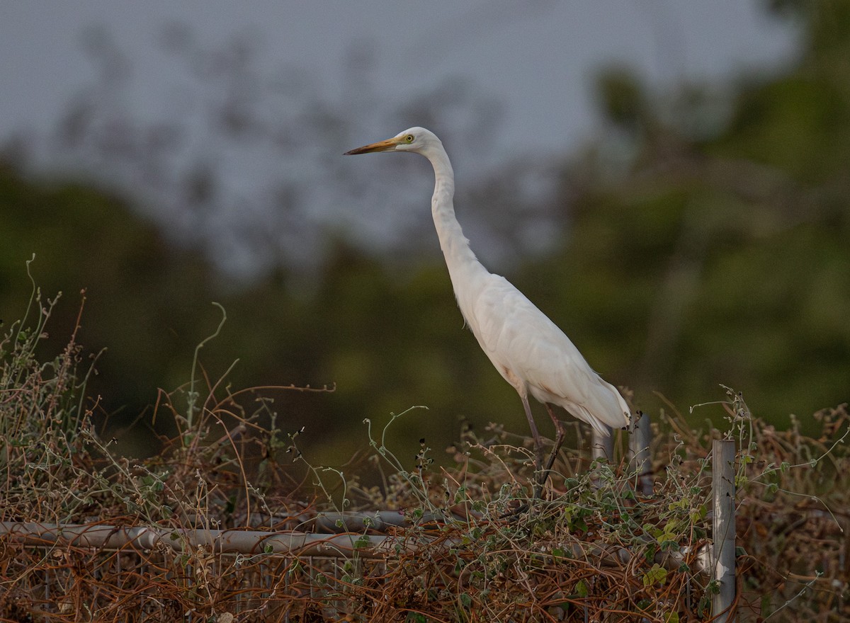 Little Egret (Australasian) - ML645246598