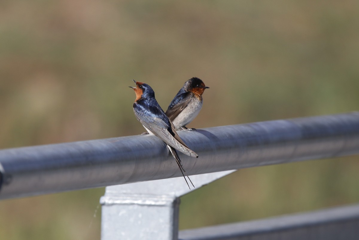 Welcome Swallow - ML645246599