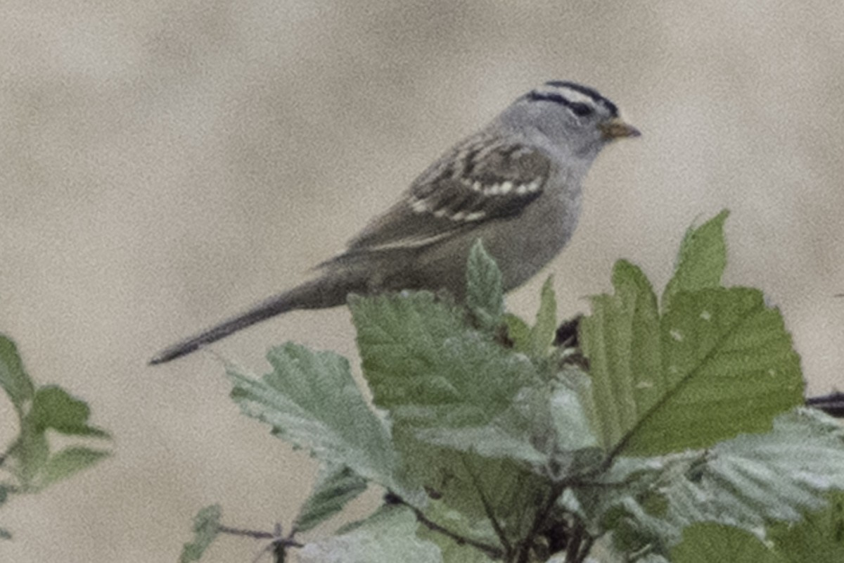 White-crowned Sparrow - ML645246600