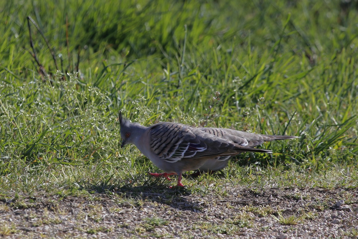 Crested Pigeon - ML645246604