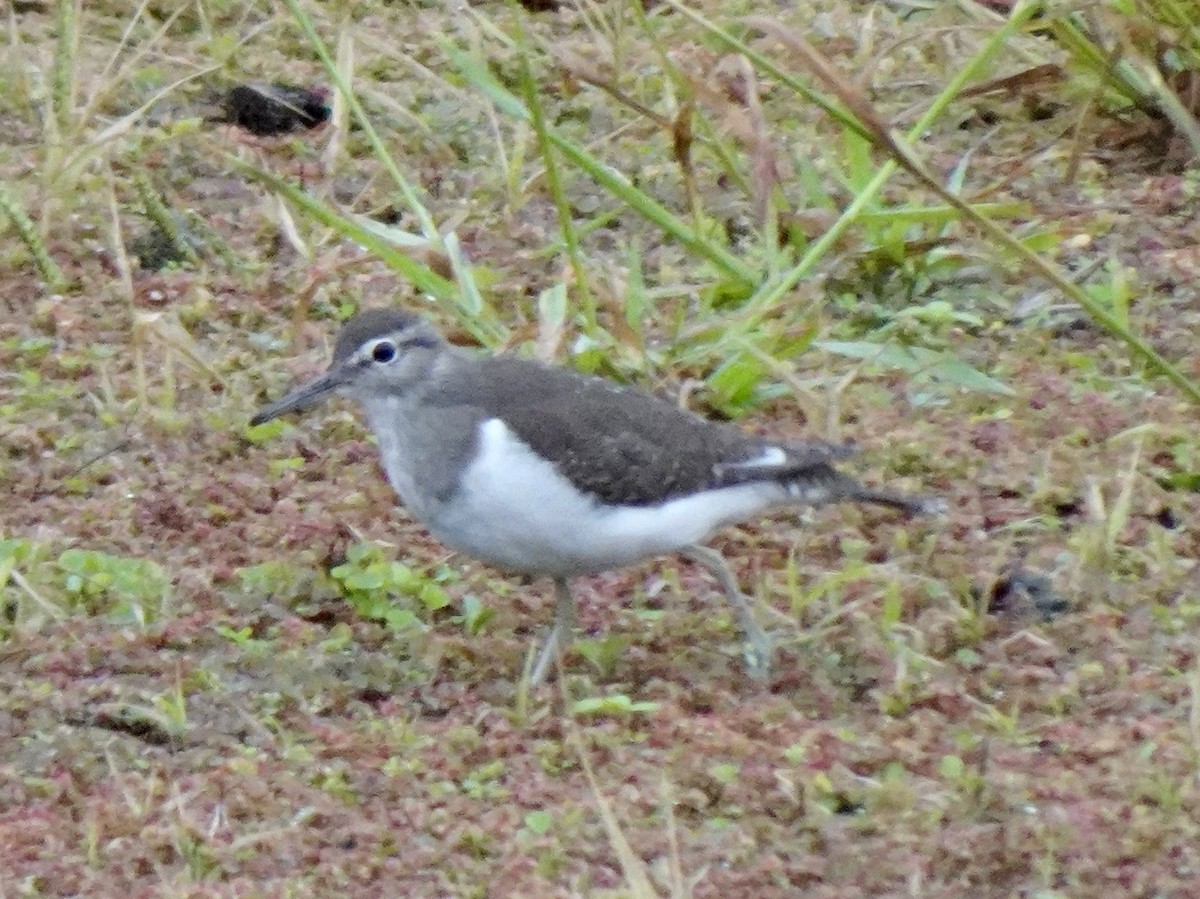 Common Sandpiper - ML645246608
