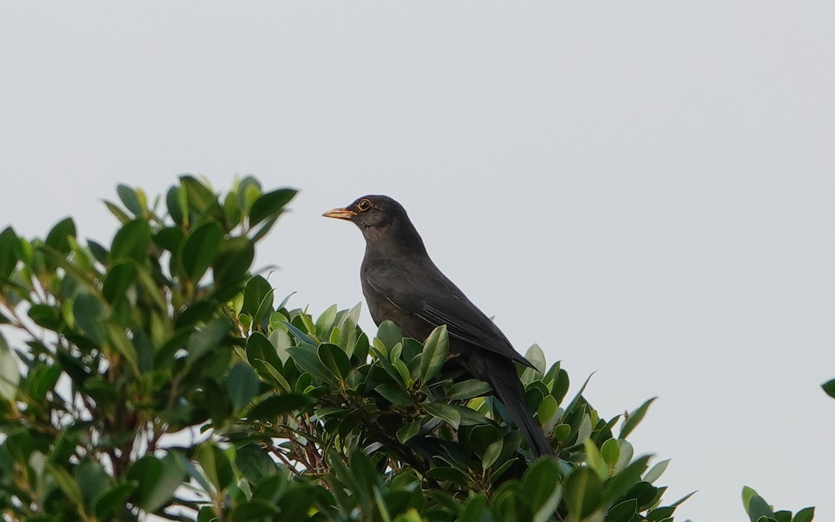 Chinese Blackbird - ML645246609