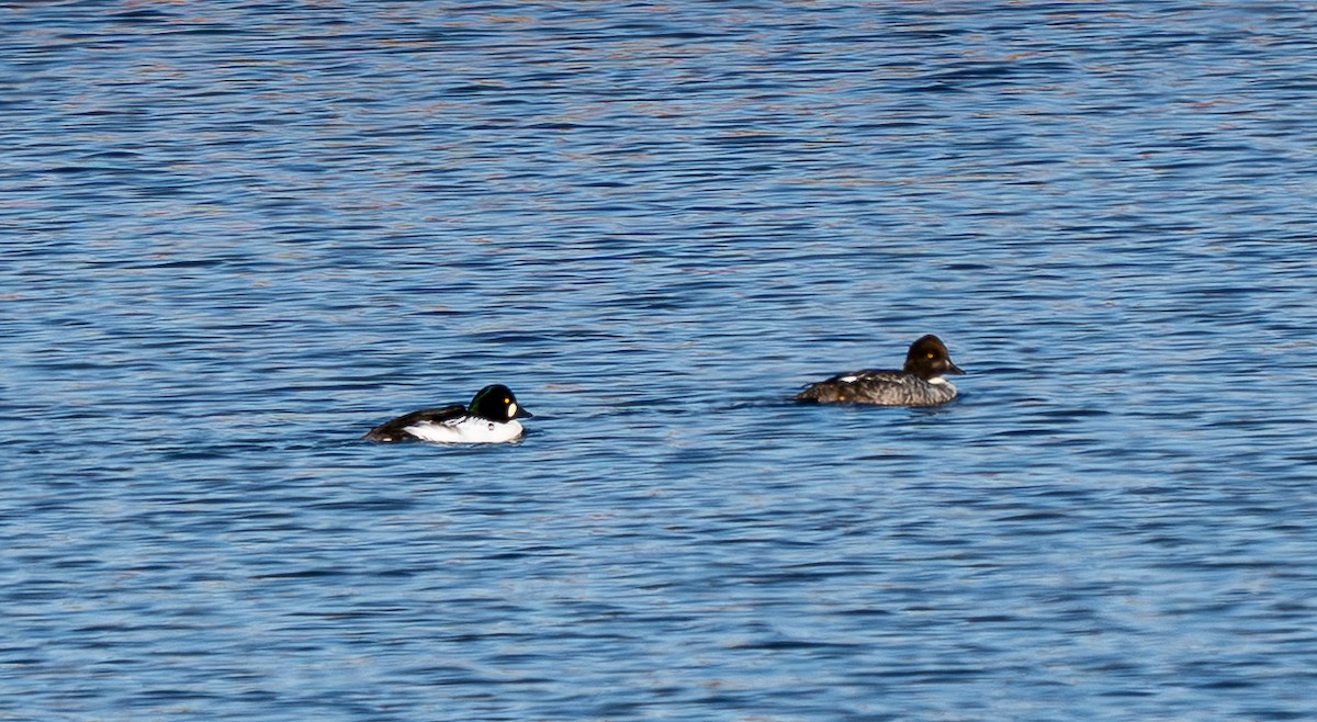 Common Goldeneye - ML645246611