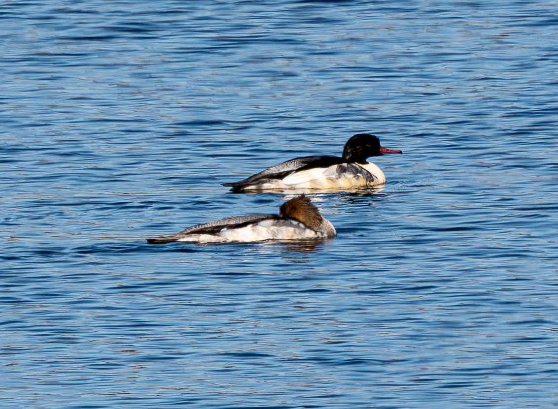 Common Merganser - ML645246612
