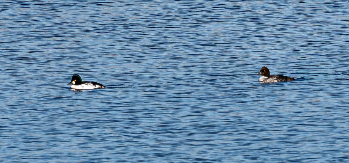 Common Goldeneye - ML645246613