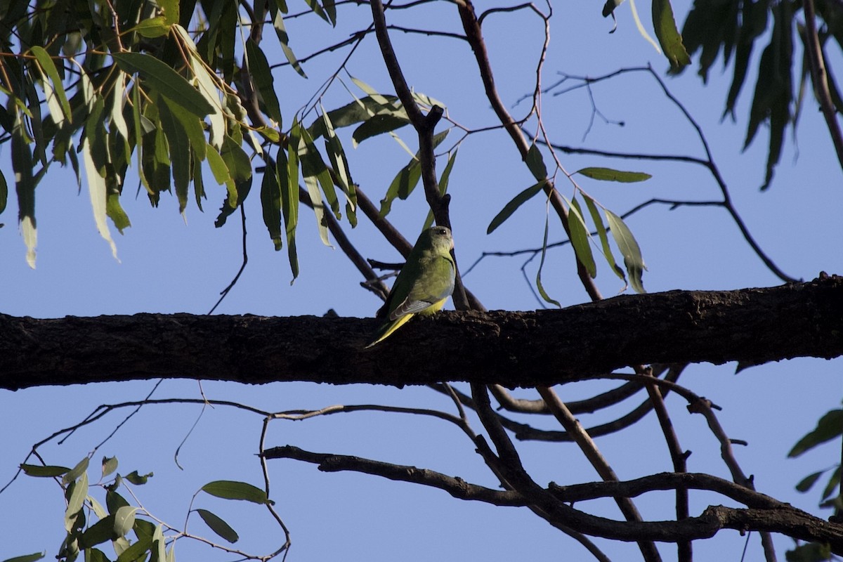 Turquoise Parrot - ML645246616