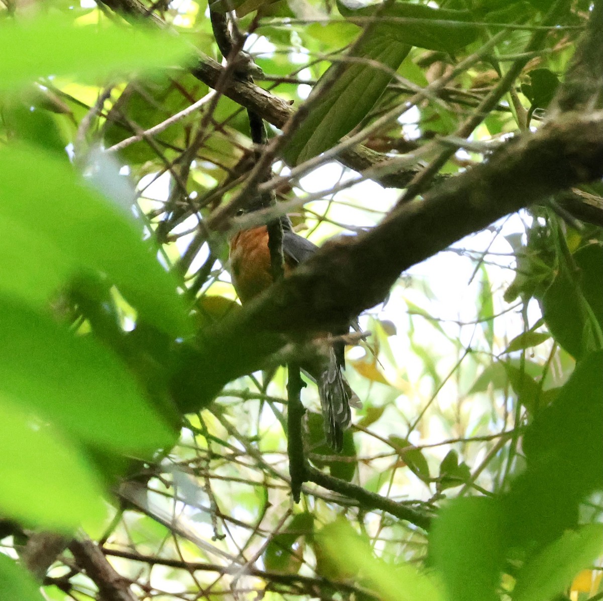Chestnut-breasted Cuckoo - ML645246617