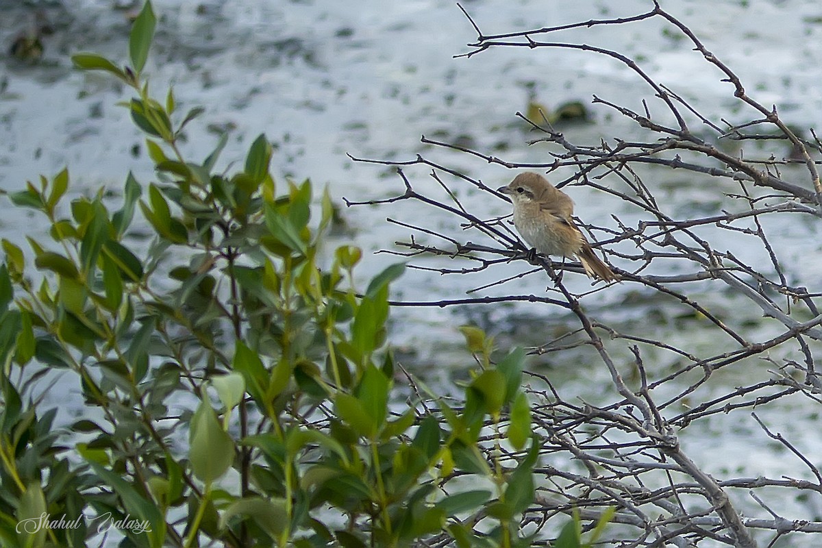 Isabelline Shrike - ML645246618