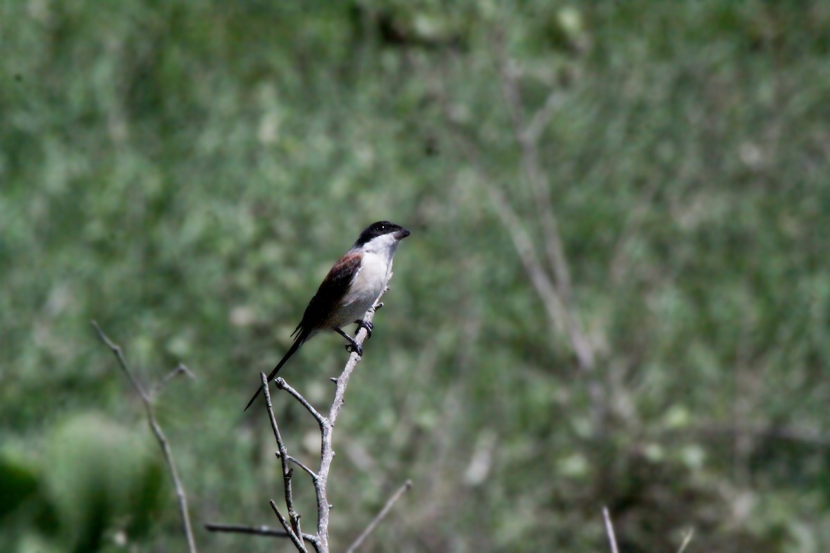 Burmese Shrike - ML645246619