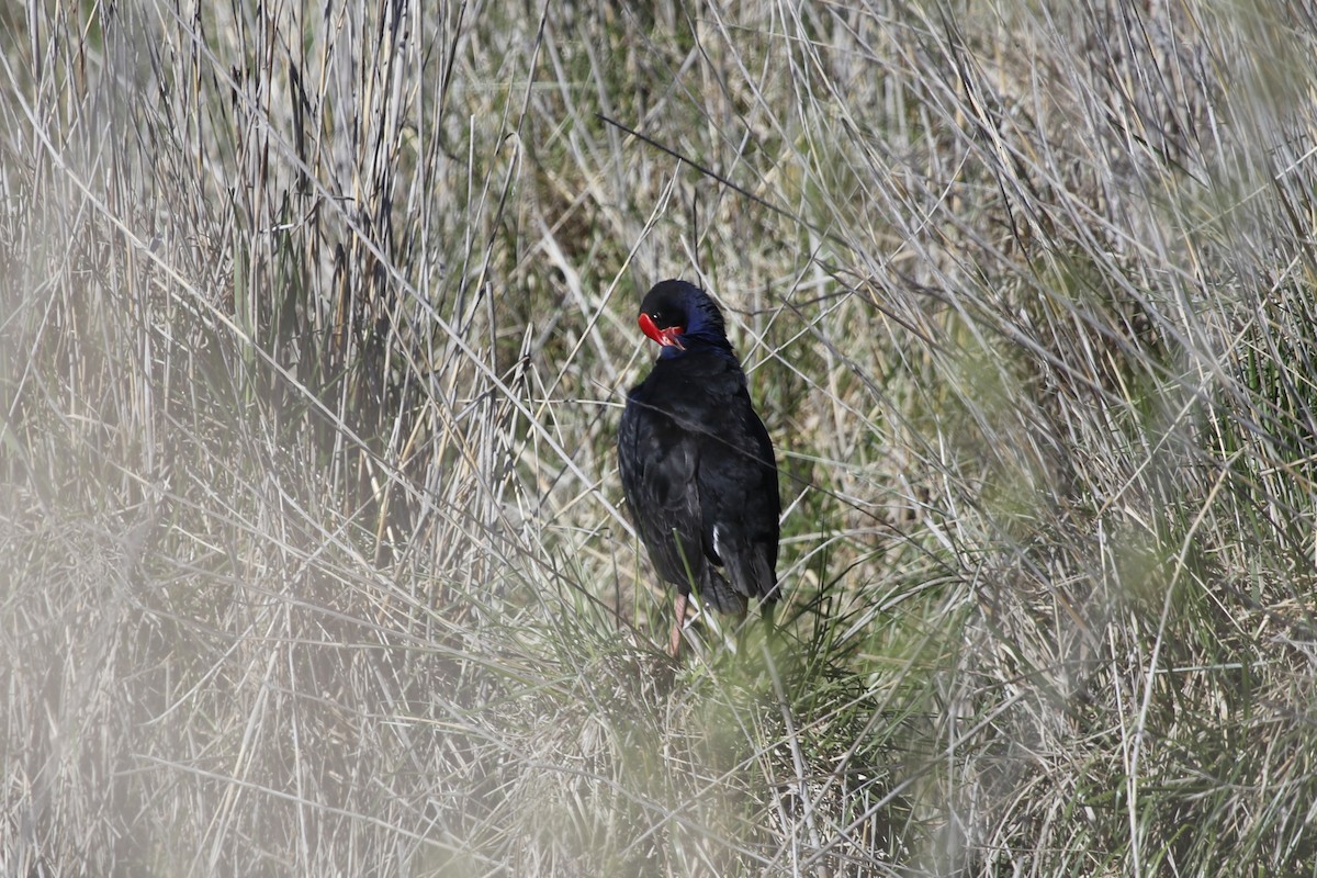 Australasian Swamphen - ML645246620