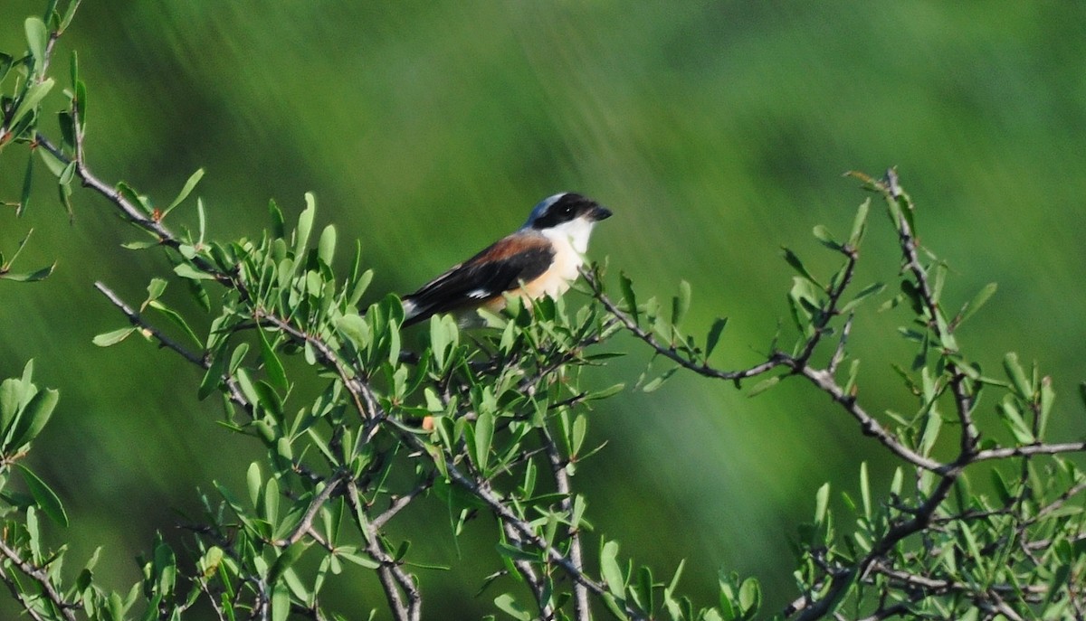 Bay-backed Shrike - ML645246624