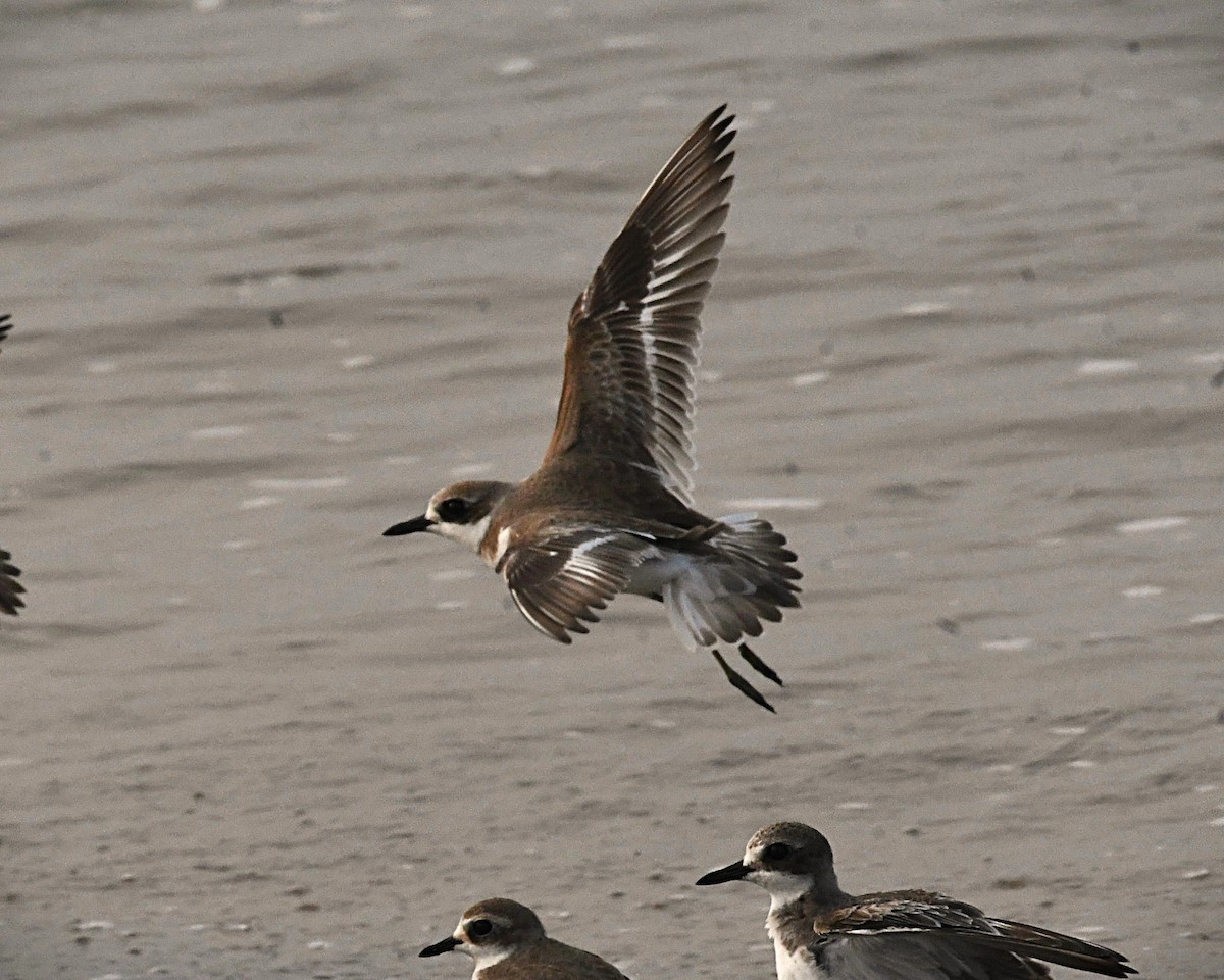 Greater Sand-Plover - ML645246625