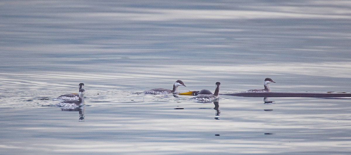 Txilinporta urrebelarria - ML645246626