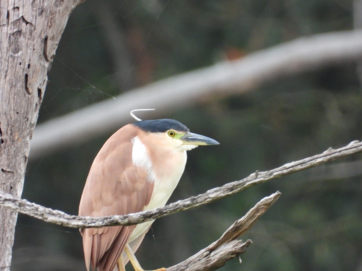 Nankeen Night Heron - ML645246628