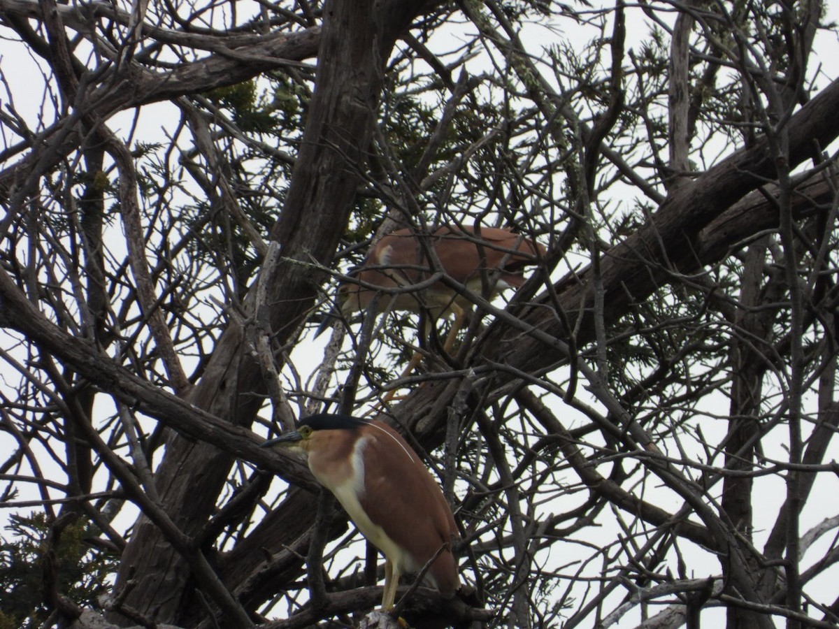 Nankeen Night Heron - ML645246629