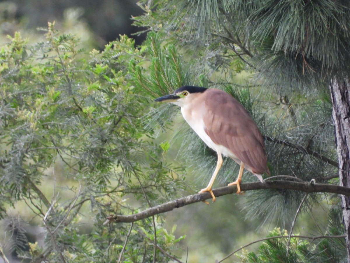 Nankeen Night Heron - ML645246630