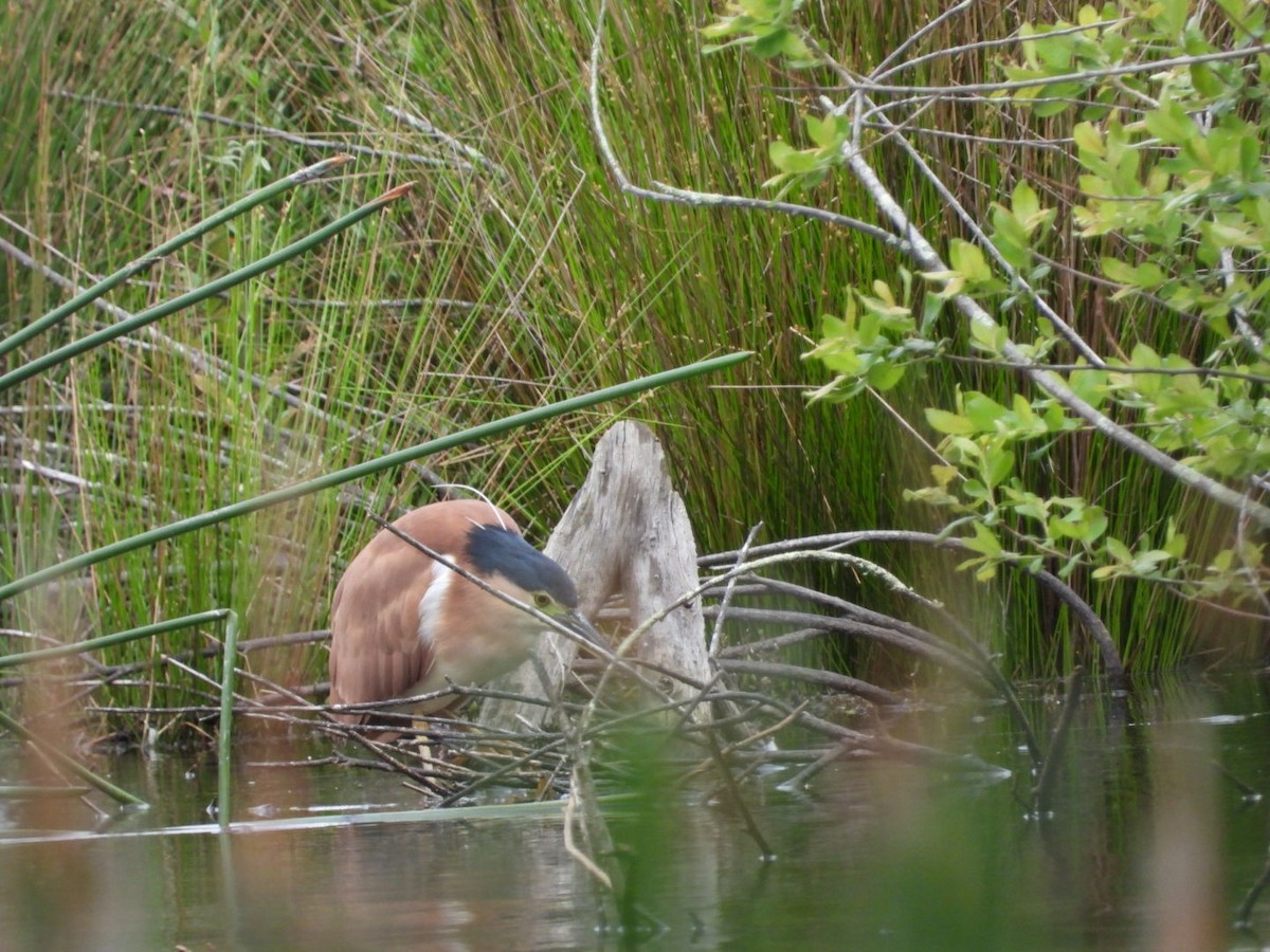 Nankeen Night Heron - ML645246631