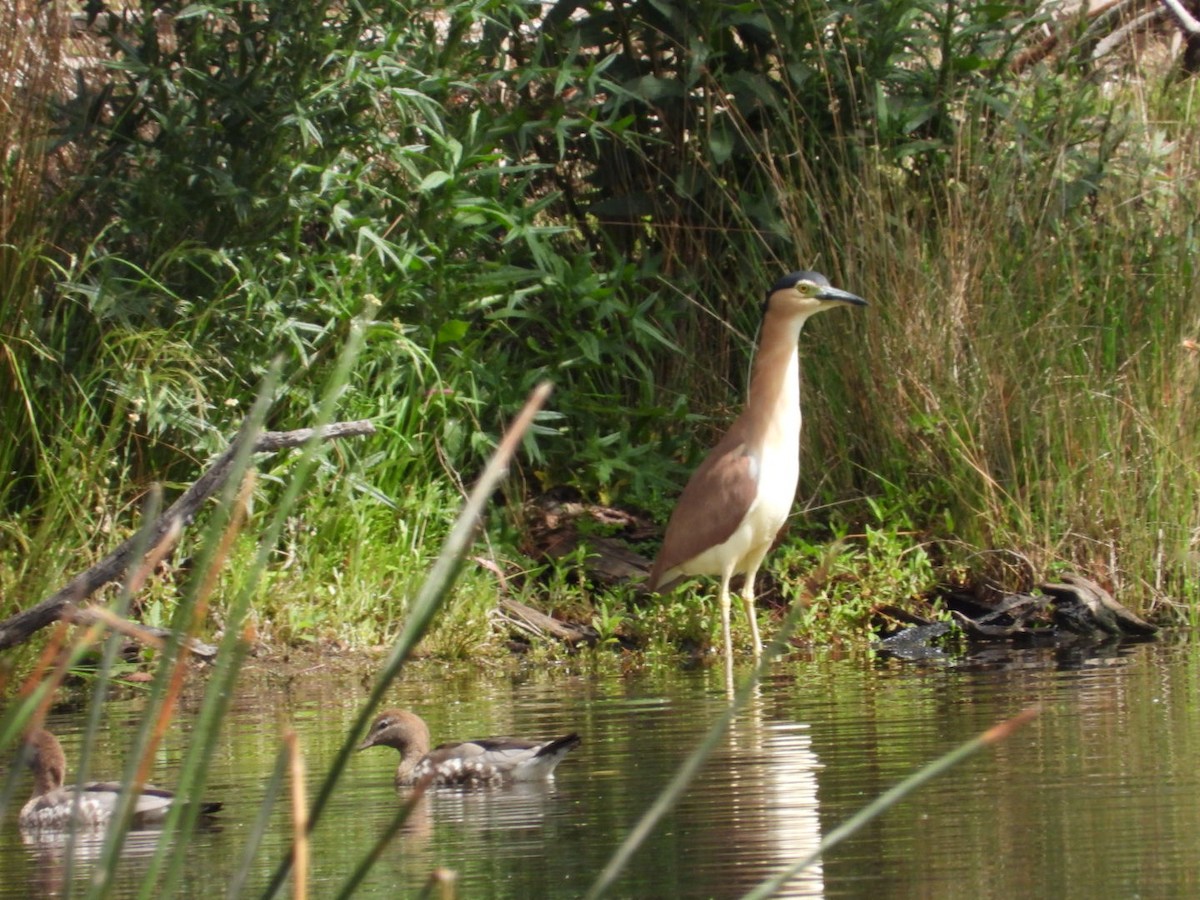 Nankeen Night Heron - ML645246632