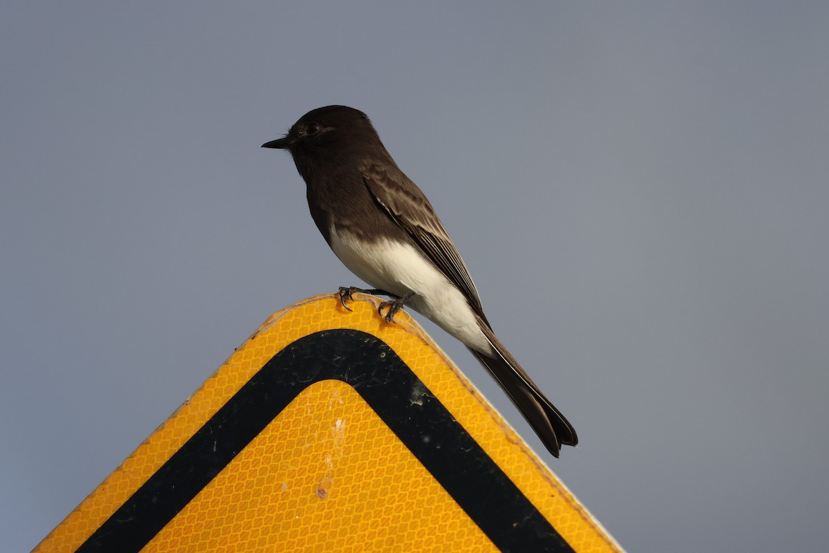 Black Phoebe - ML645246634