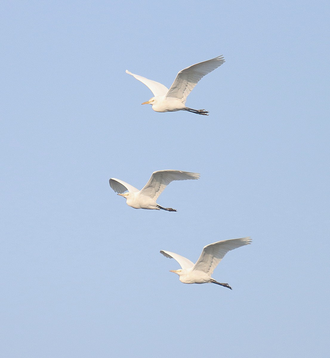 Eastern Cattle-Egret - ML645246635