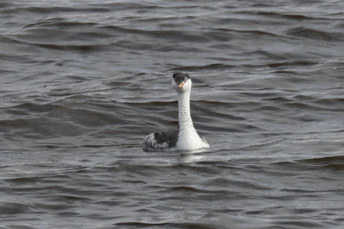 Clark's Grebe - ML645246636