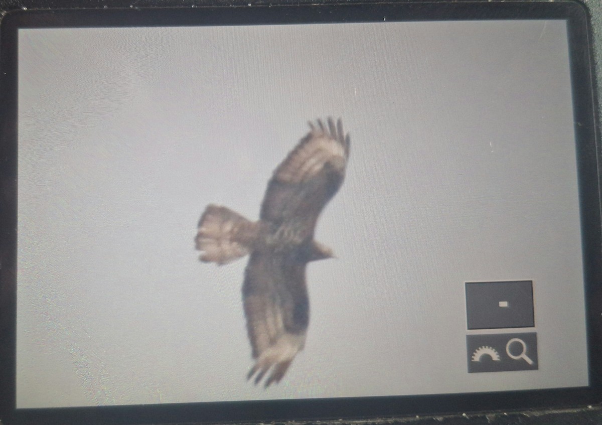 European Honey-buzzard - ML645246643