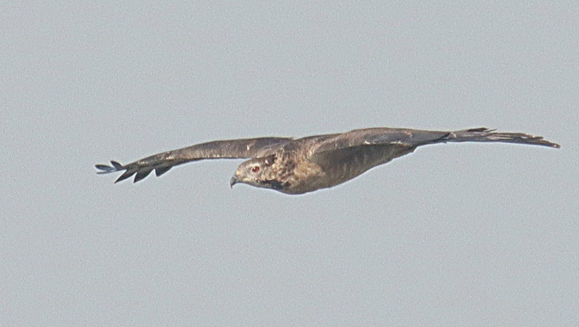 Oriental Honey-buzzard - ML645246646