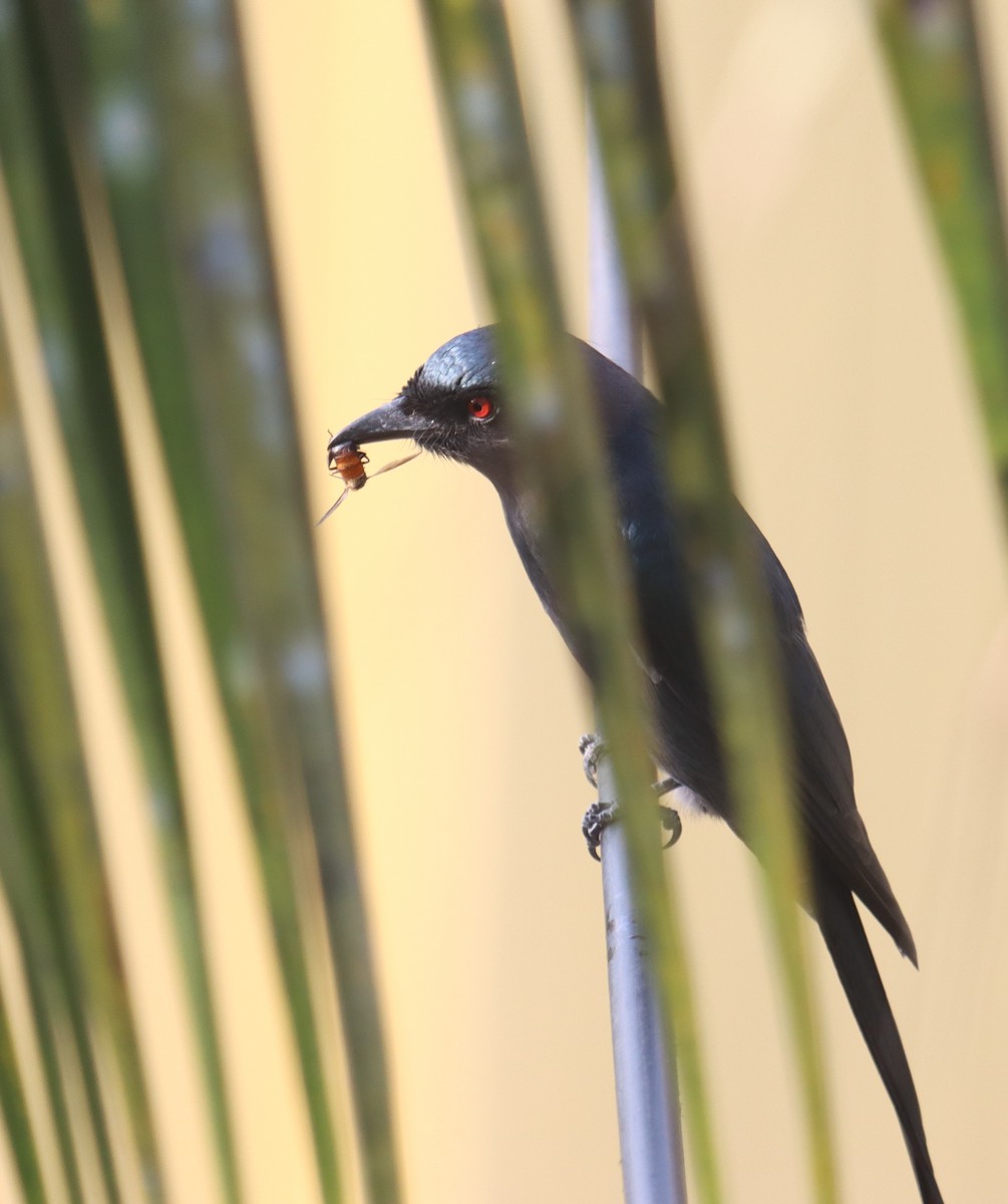 Ashy Drongo - ML645246658