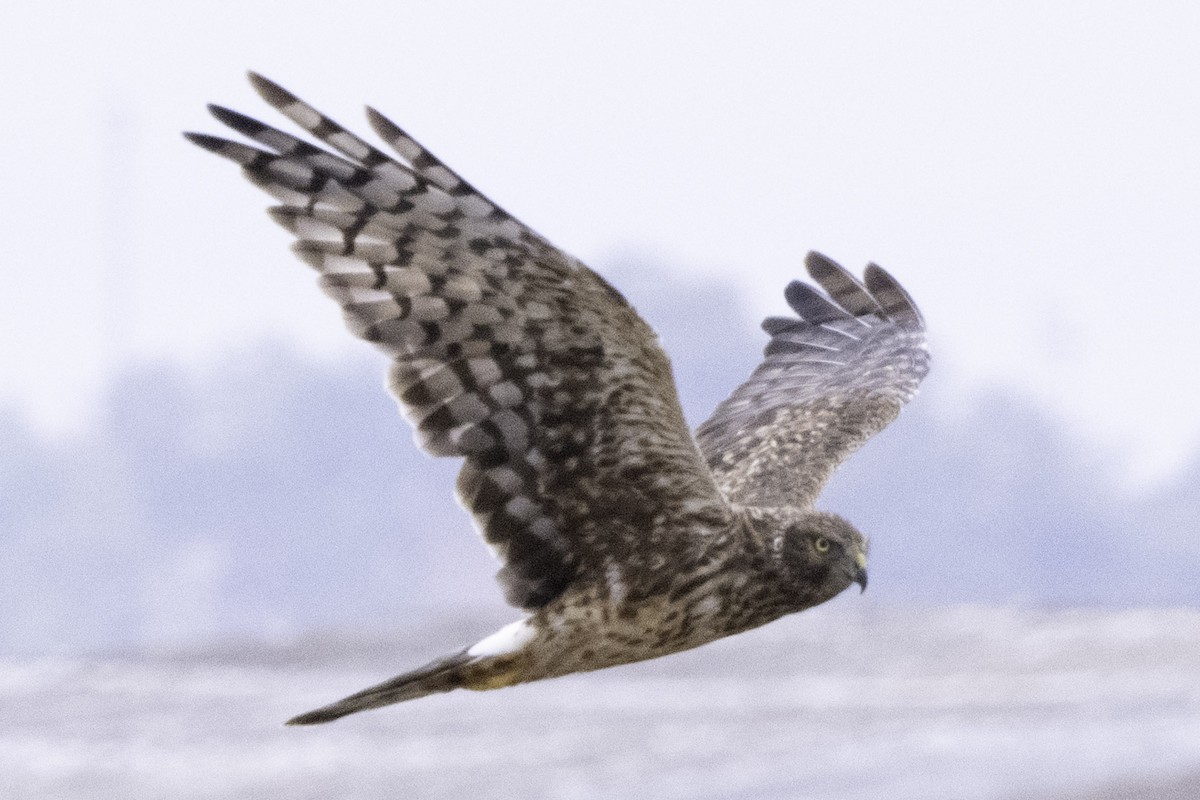 Лунь американський - ML645246662