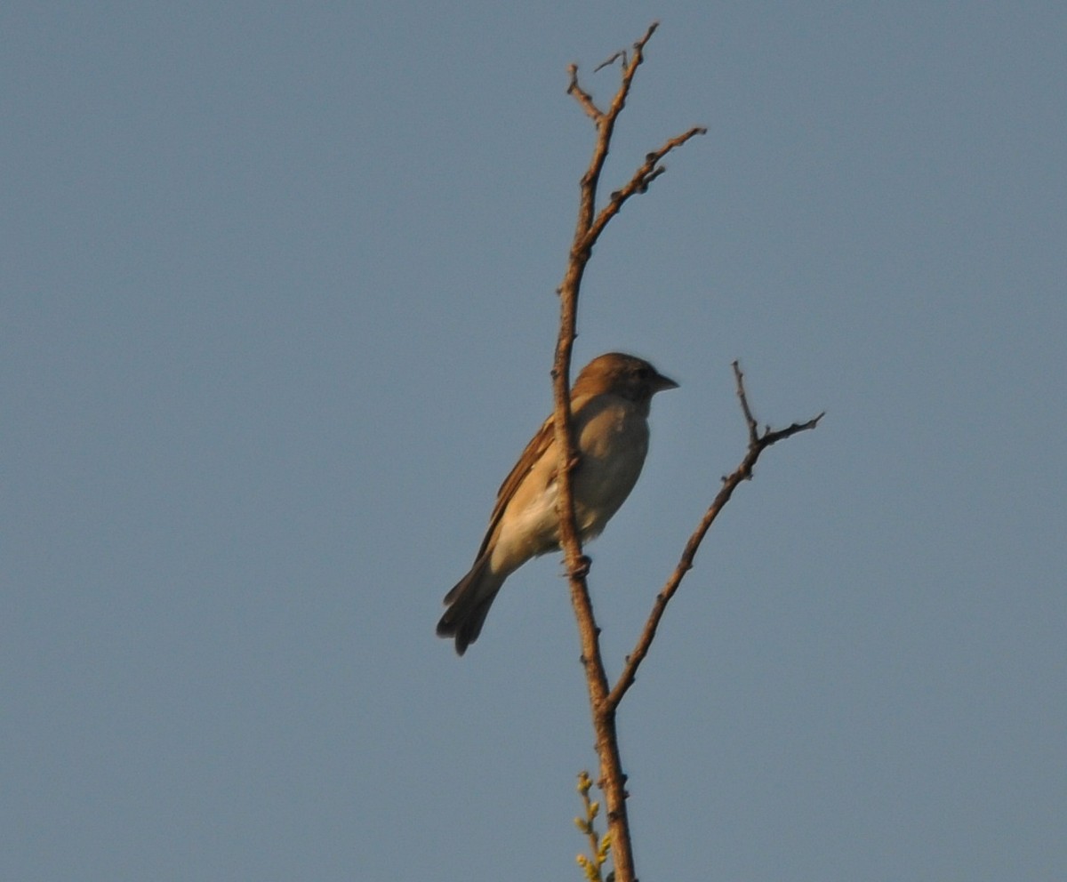 vrabec hnědoramenný - ML645246663