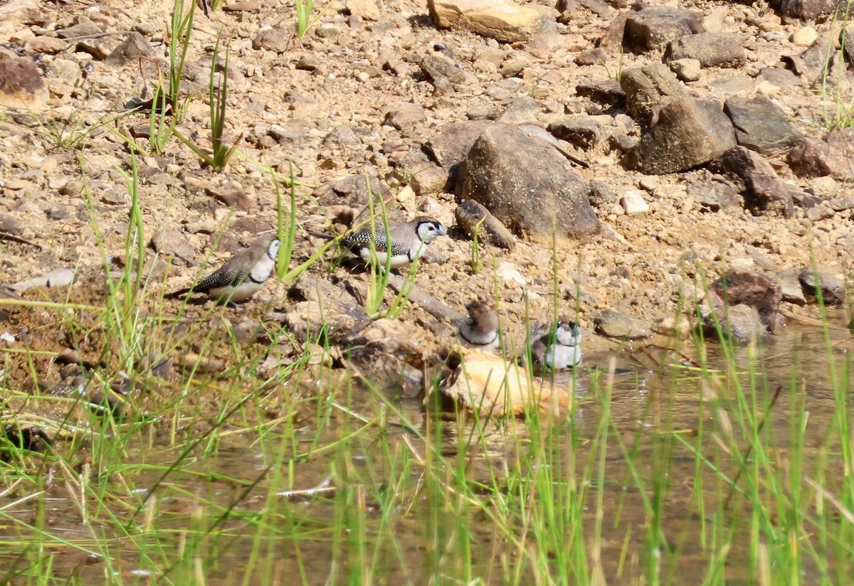 Double-barred Finch - ML645246664