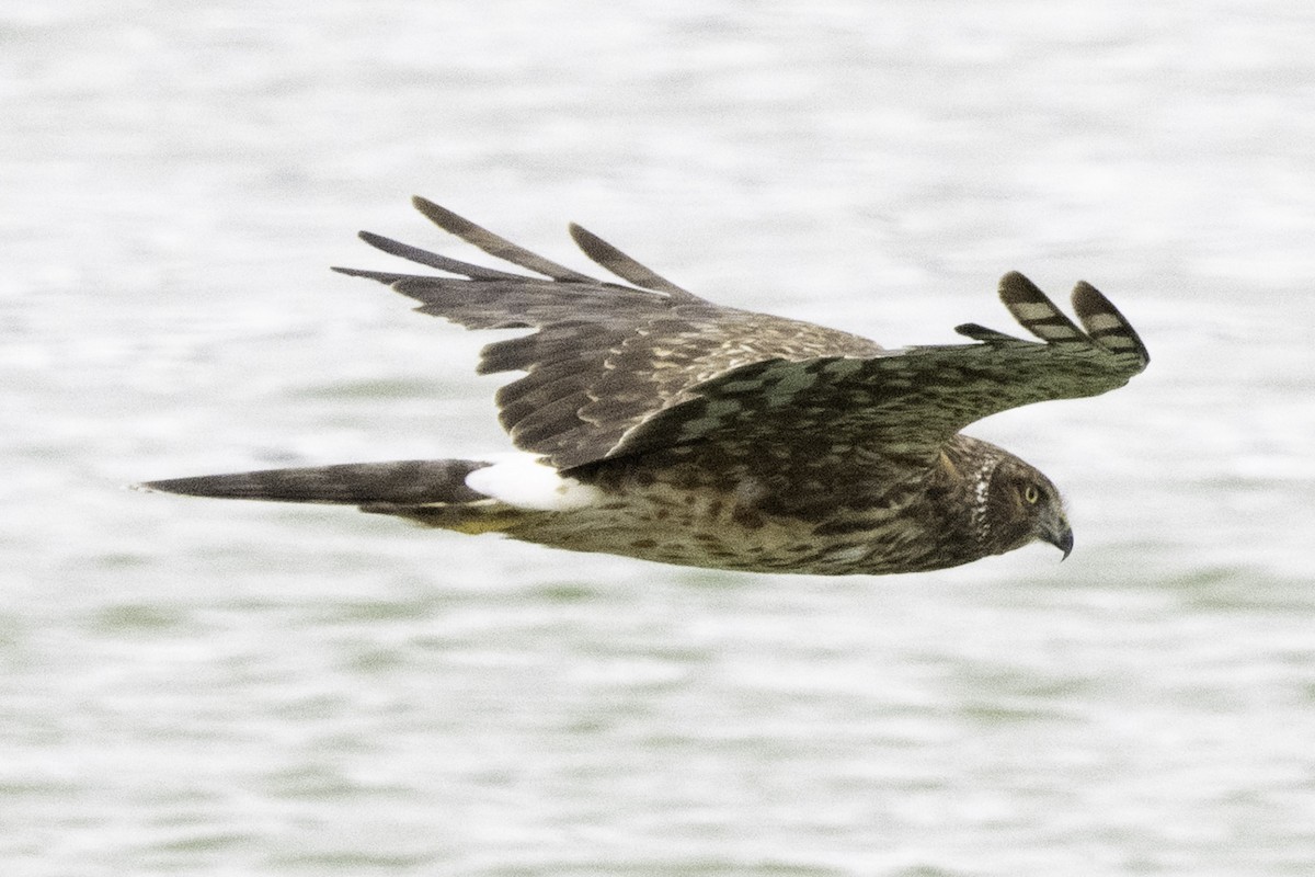 moták severoamerický - ML645246665