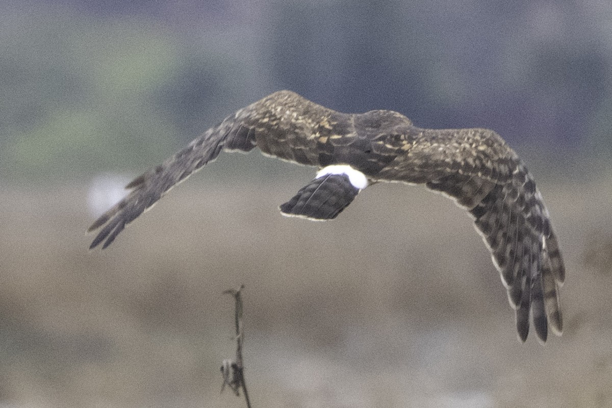 moták severoamerický - ML645246668