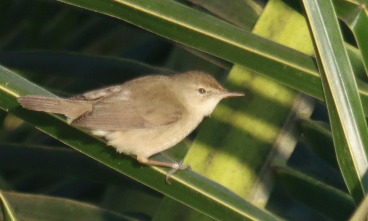 rákosník pokřovní - ML645246669