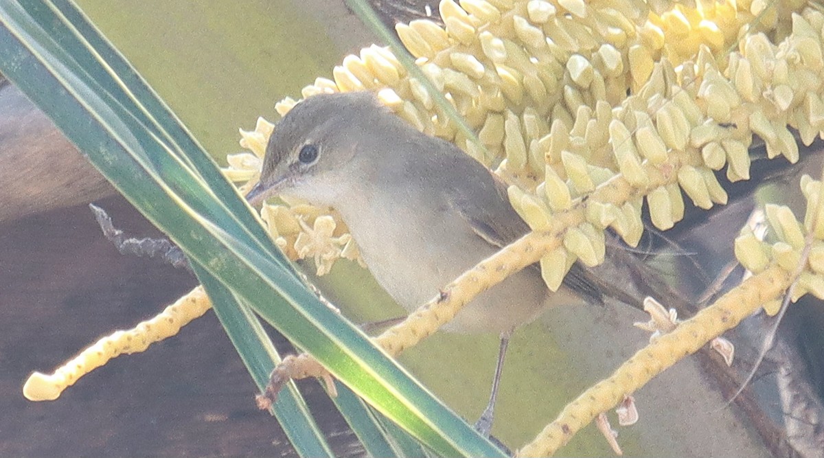 rákosník pokřovní - ML645246670