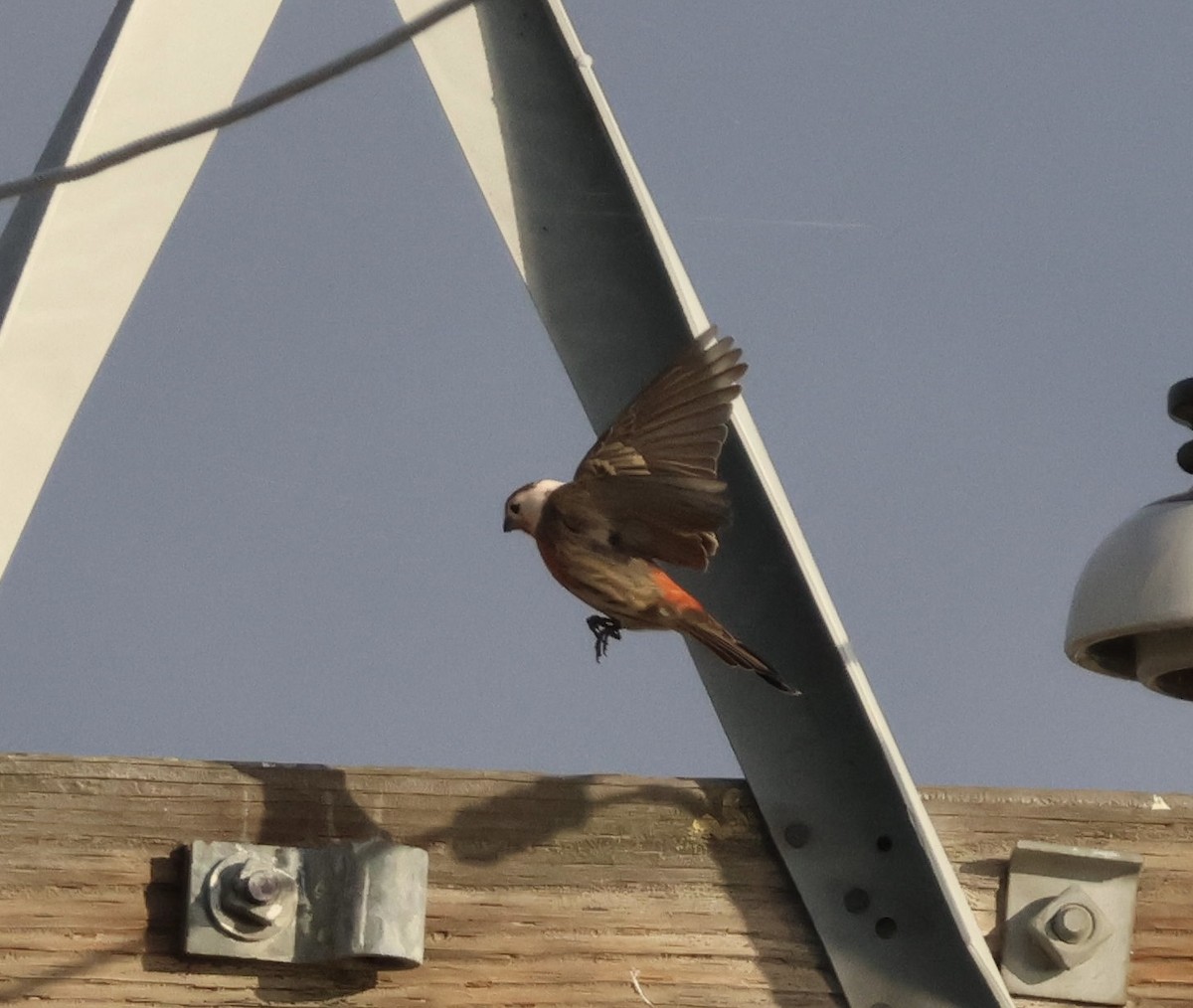 hýl rudoprsý - ML645246671