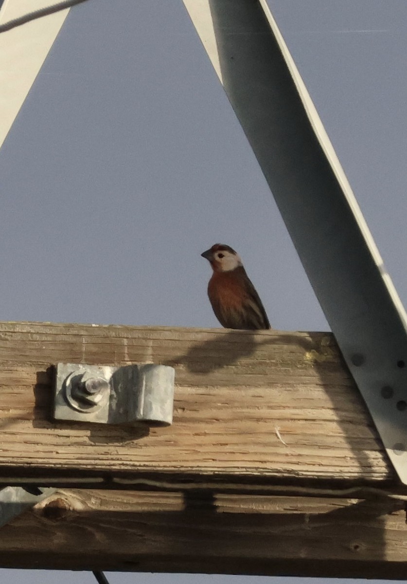 hýl rudoprsý - ML645246672