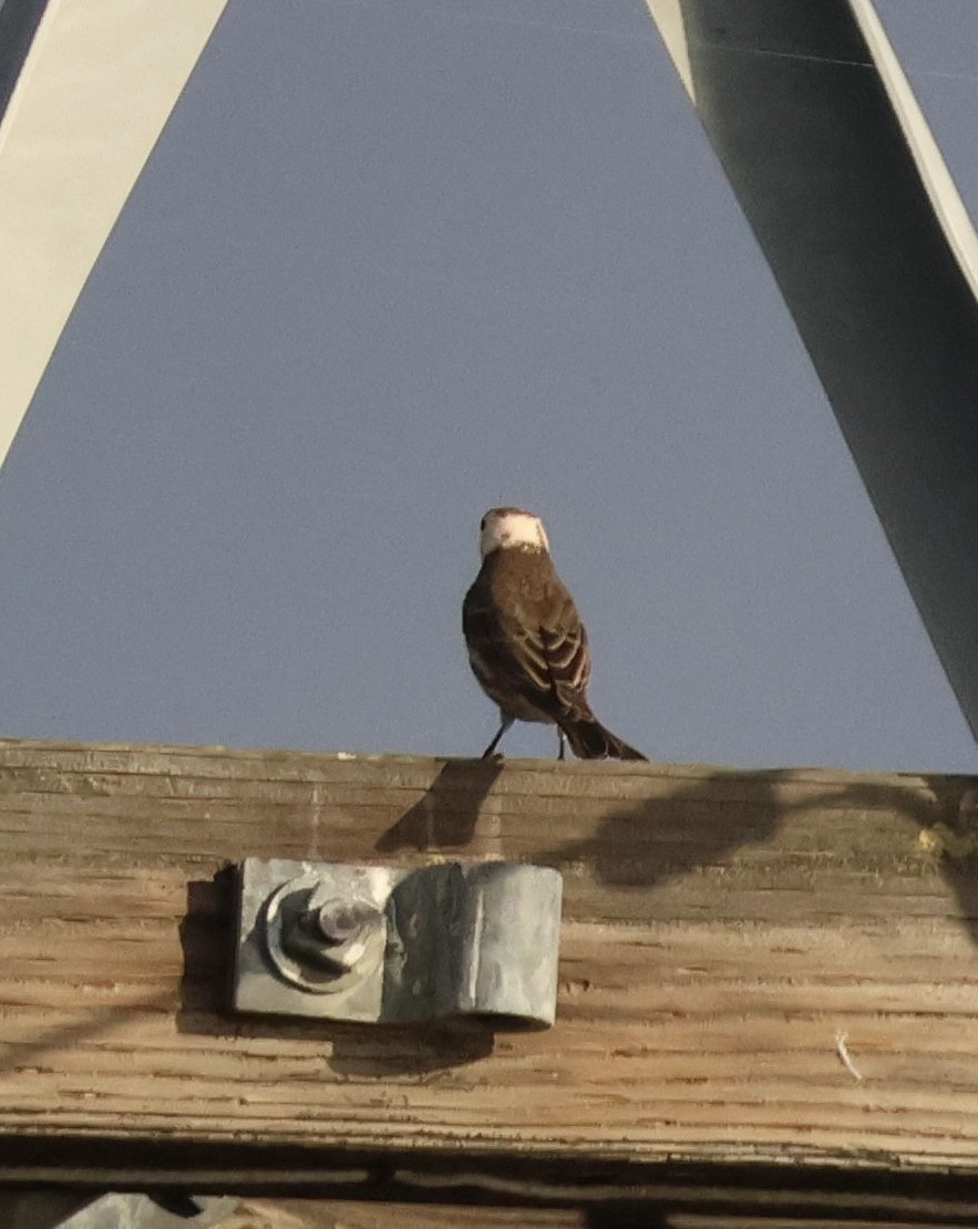 hýl rudoprsý - ML645246673