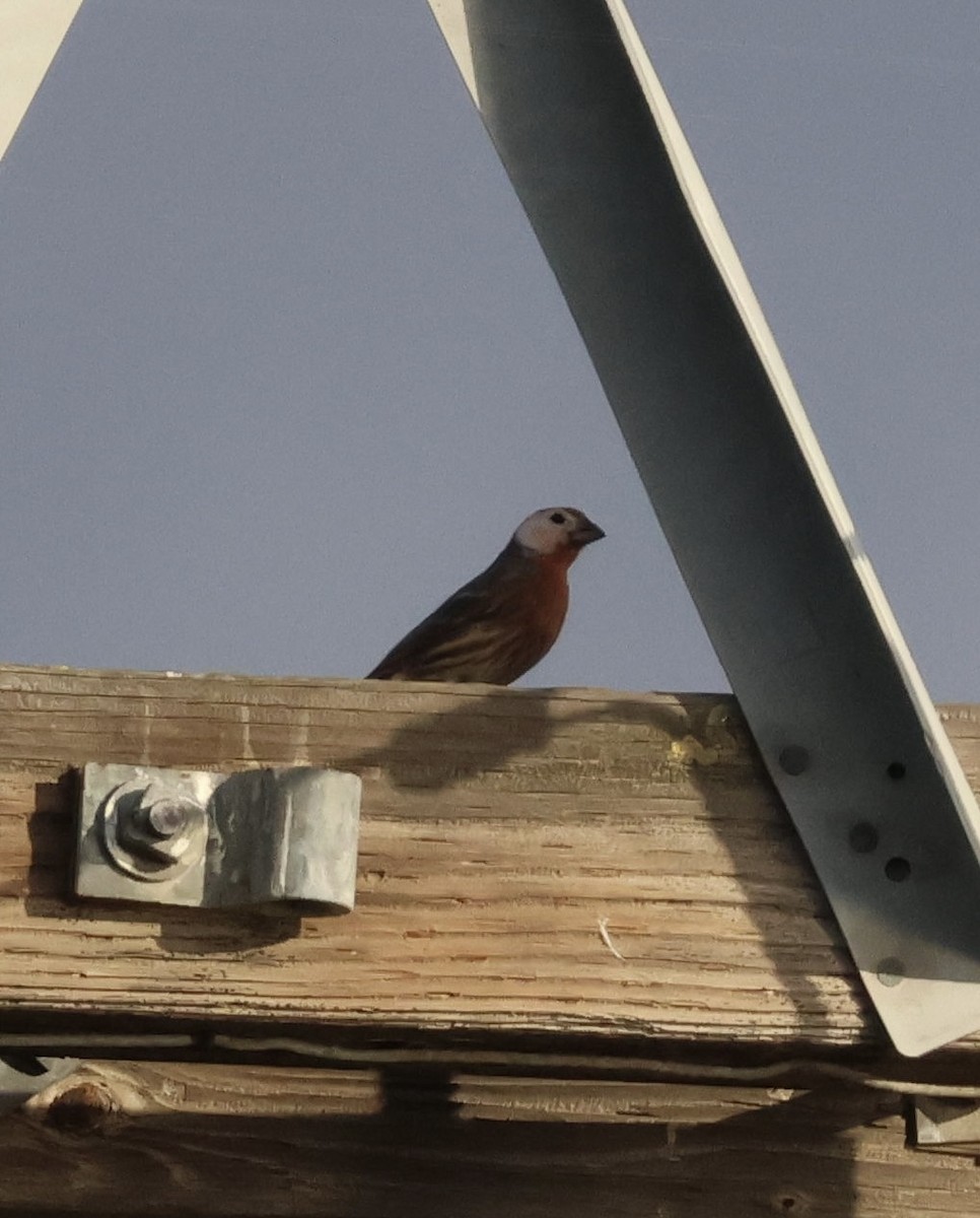 hýl rudoprsý - ML645246674