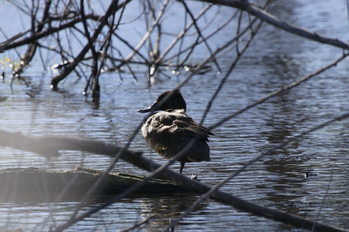 kachnovec vlnkovaný - ML645246675