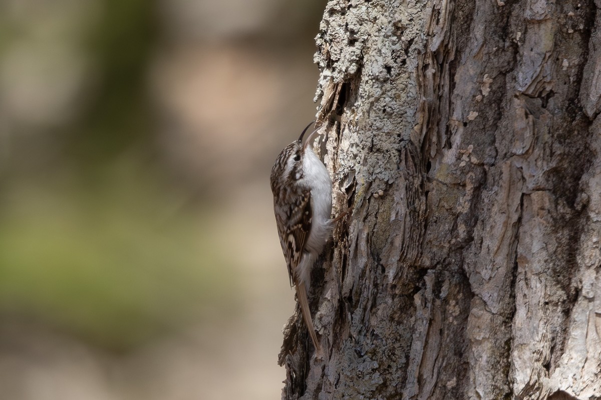 šoupálek dlouhoprstý - ML645246676