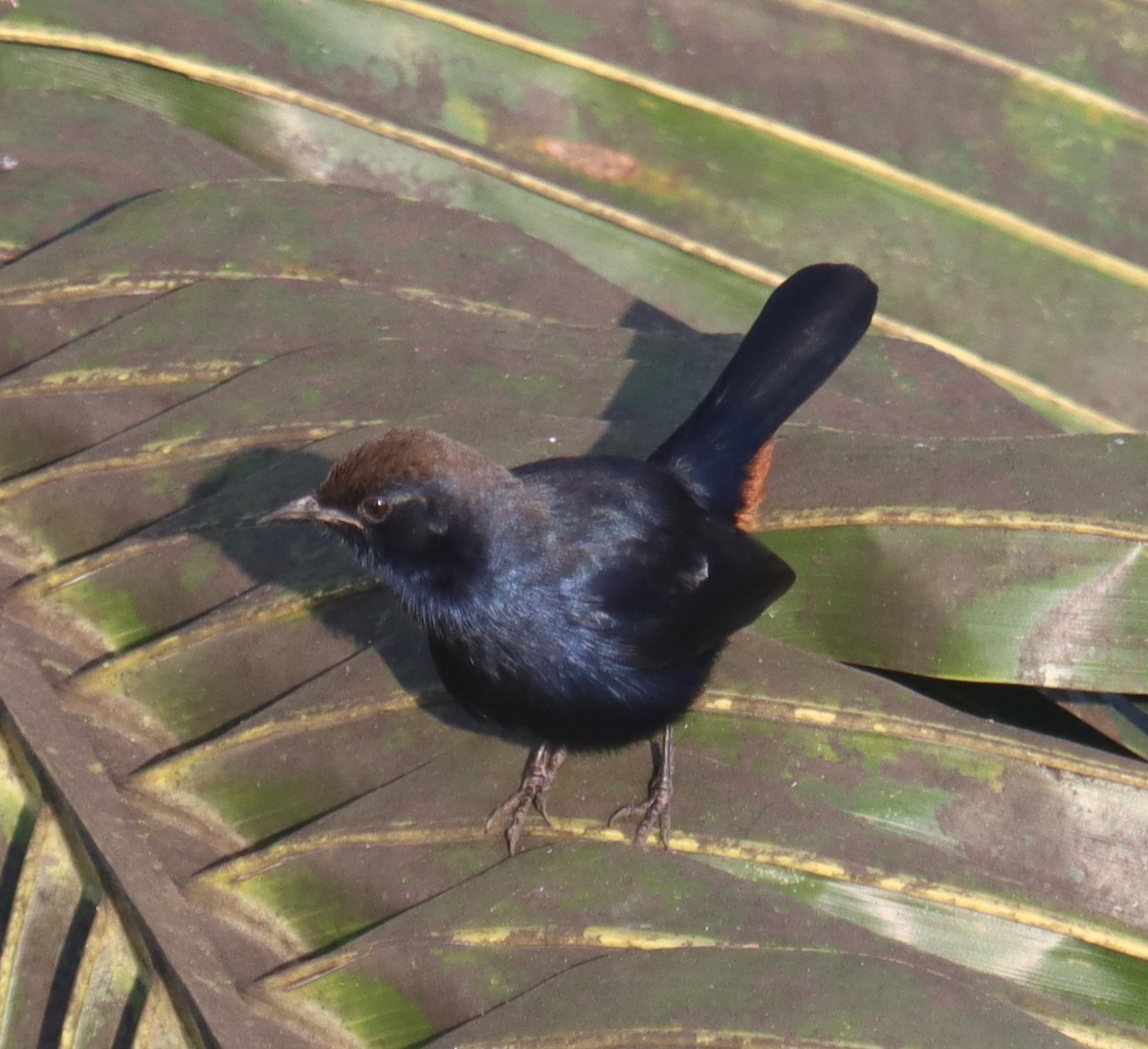 Indian Robin - ML645246678