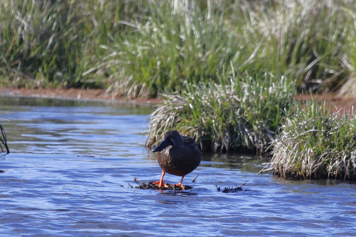 lžičák australský - ML645246680