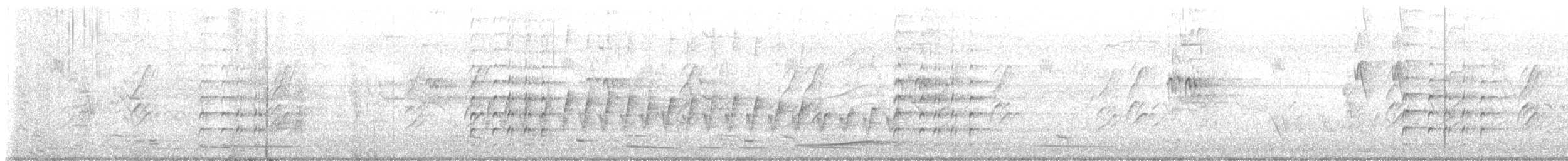 čejka australská (ssp. novaehollandiae) - ML645246681