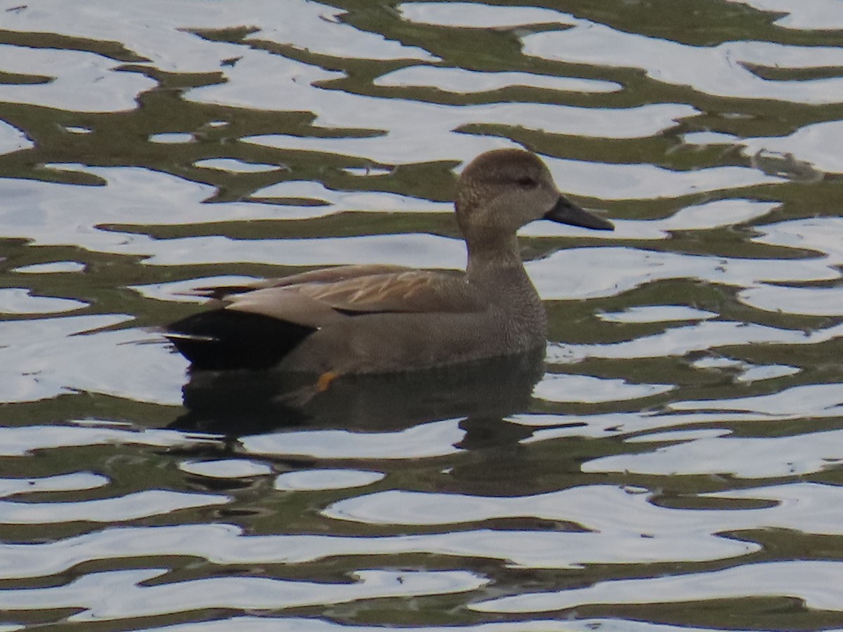 kopřivka obecná - ML645246682