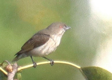 květozob tlustozobý - ML645246683